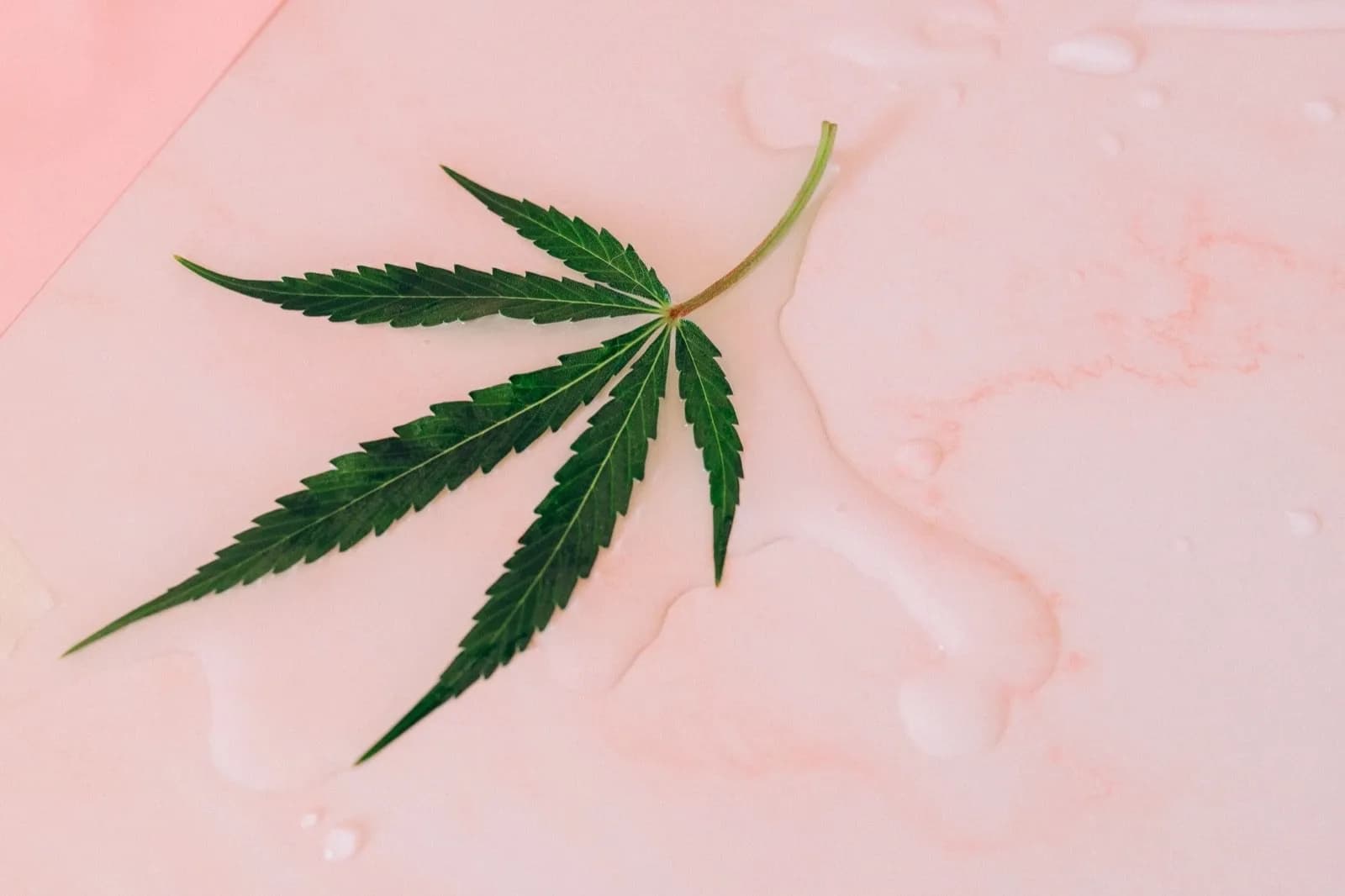 Close-up macro of a cannabis leaf, botanical still life